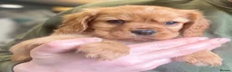 Cavalier King Charles Spaniel dogs for sale: 🐶 KC reg extensively health tested Cavalier 🐶  - Advert 17