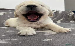 Golden Retriever dogs for sale: Golden Retriever Puppies 5 Generation Pedigree - Image 10