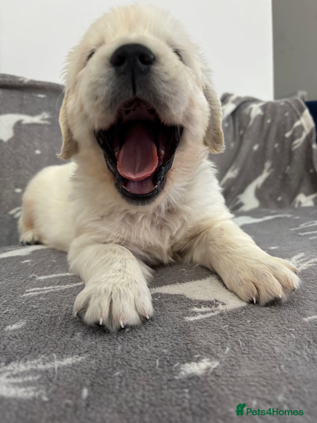 Golden Retriever dogs for sale: Golden Retriever Puppies 5 Generation Pedigree - Image 10