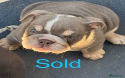 English Bulldog dogs for sale: READY TO LEAVE ENGLISH BULLDOG puppies  - Image 5
