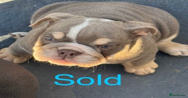 English Bulldog dogs - Advert 16