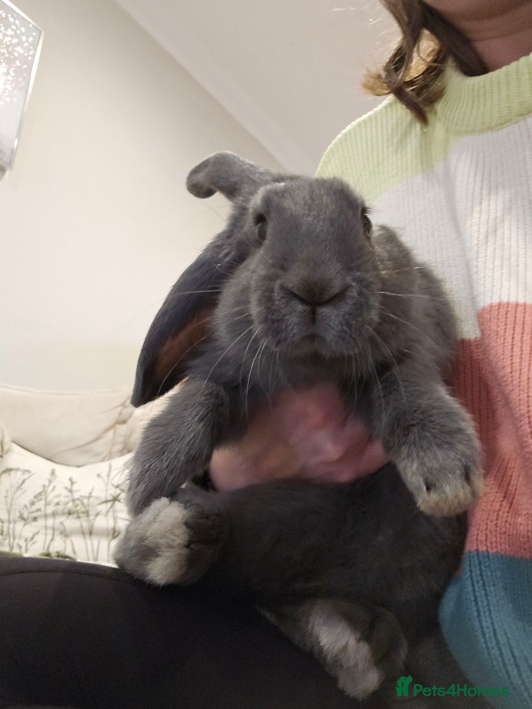 Mixed Breed rabbits for sale: Gorgeous bun needs a loving forever home - Image 3