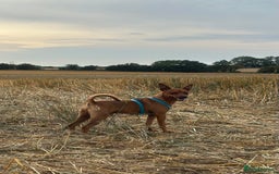 Miniature Pinscher dogs for sale: ✨ Exceptional Miniature Pinscher Puppies ✨ - Image 10