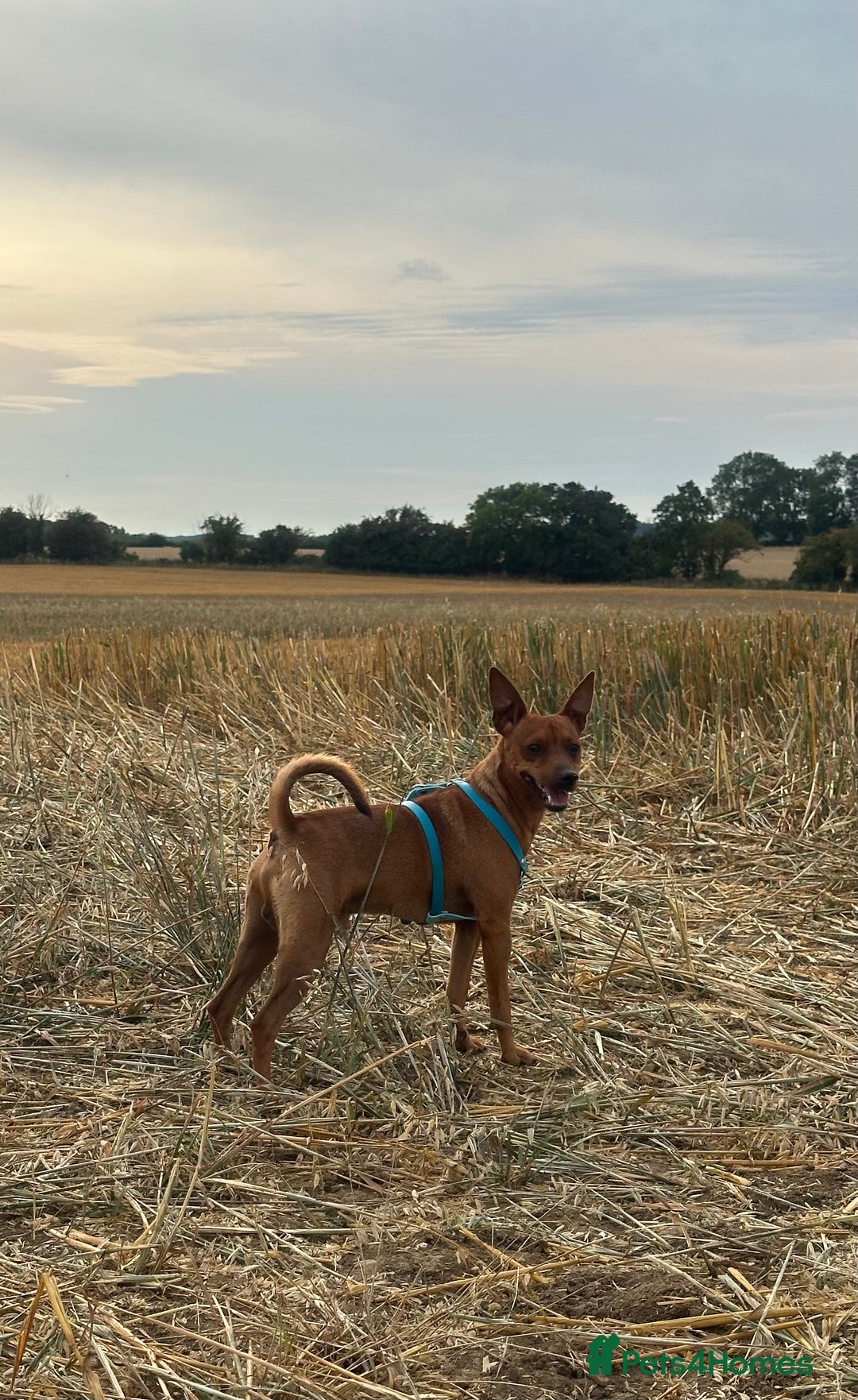 Miniature Pinscher dogs for sale: ✨ Exceptional Miniature Pinscher Puppies ✨ - Image 10