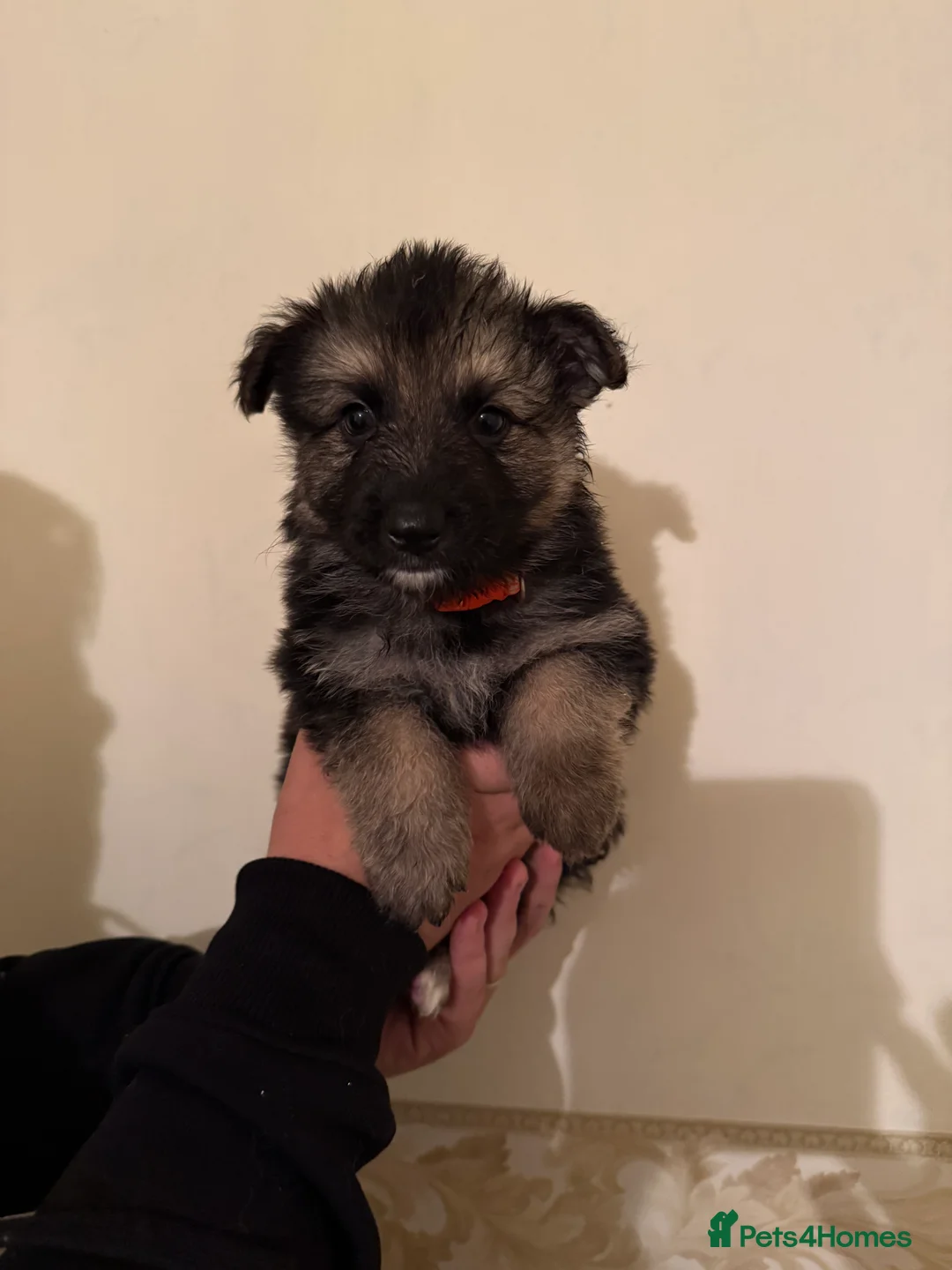 German Shepherd dogs for sale: German shepherd puppies  - Advert 10