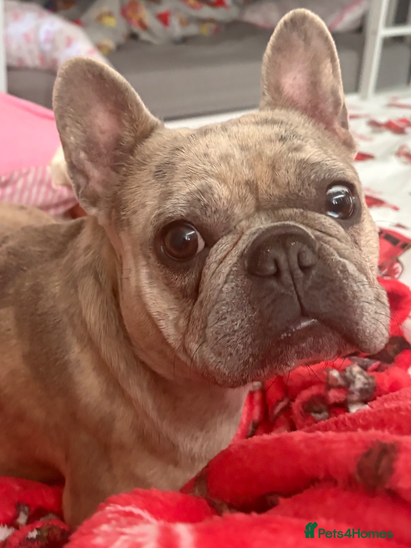 French Bulldog dogs for sale: Female French bulldog  - Advert 2