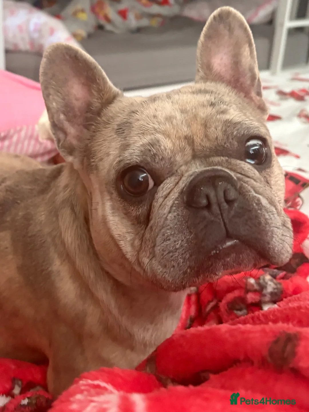 French Bulldog dogs for sale: Female French bulldog  - Advert 1