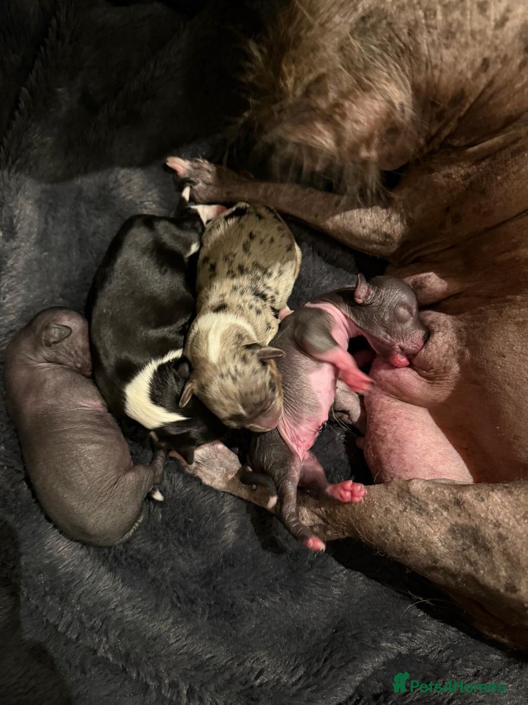 Chinese Crested dogs for stud: True hairless boy ready for stud in Sheffield - Advert 11