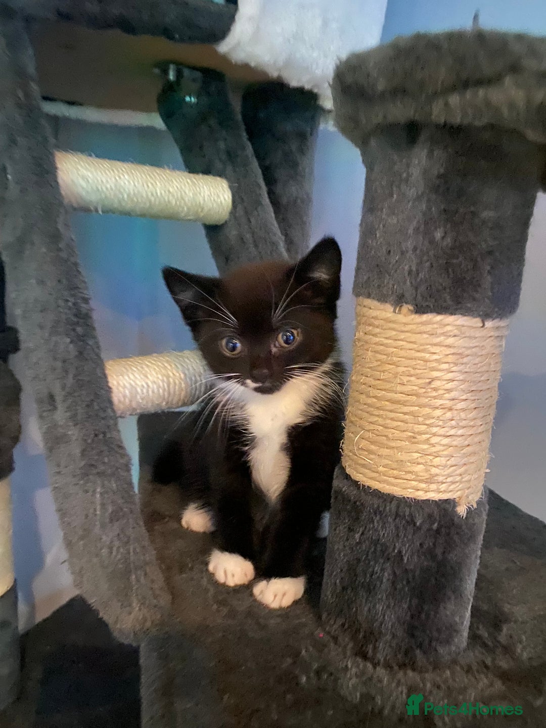 Mixed Breed cats for sale: X BRITISH SHORT adorable kittens ready 4 new home - Image 5