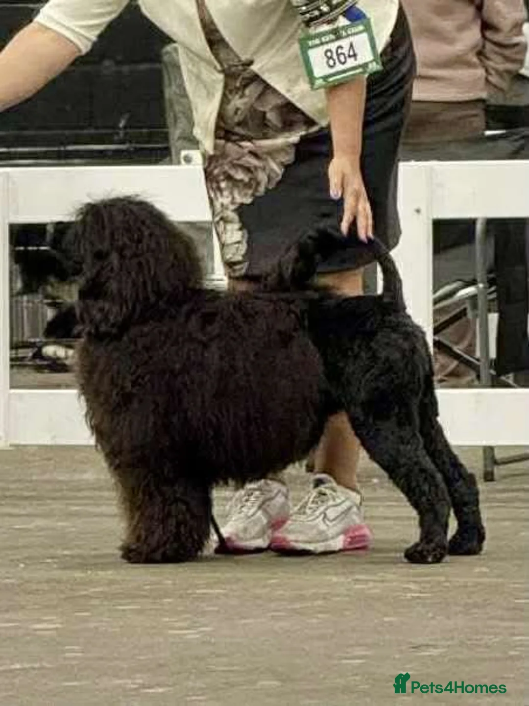 Portuguese Water Dog dogs for sale: Stunning girl available - Advert 3