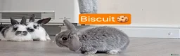 Mini Lop rabbits for sale: 4 adorable babies  - Advert 3