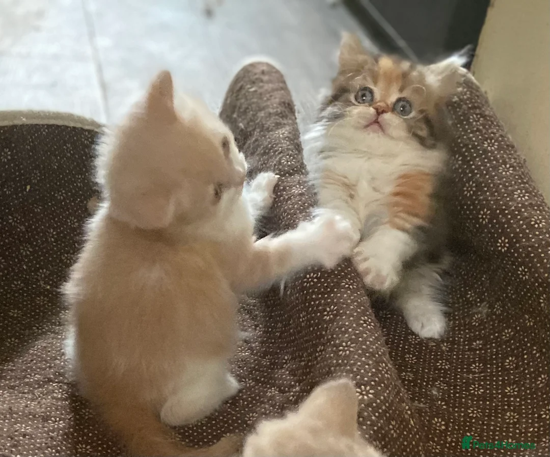 Munchkin cats for sale: Full Pedigree Munchkin Kittens - Advert 22