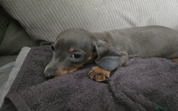 Miniature Dachshund dogs for sale: REDUCED !! Miniature dachshund puppies kc reg   - Image 33