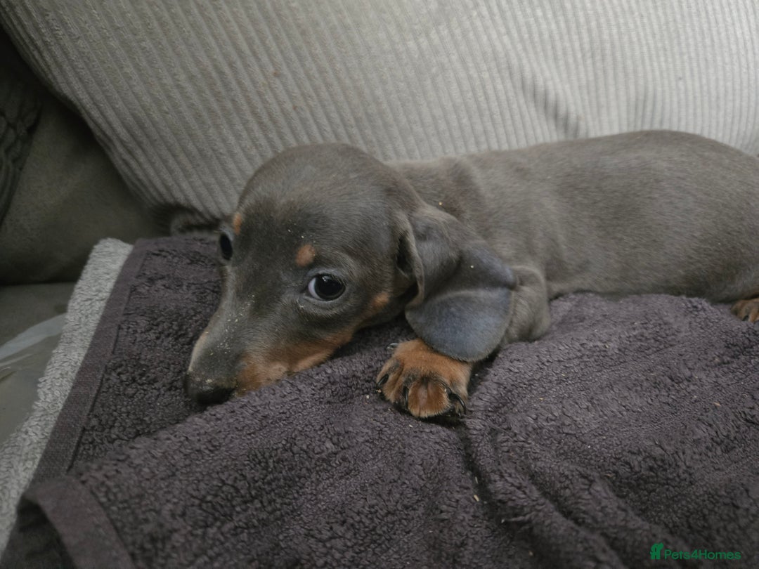 Miniature Dachshund dogs for sale: REDUCED !! Miniature dachshund puppies kc reg   - Image 33