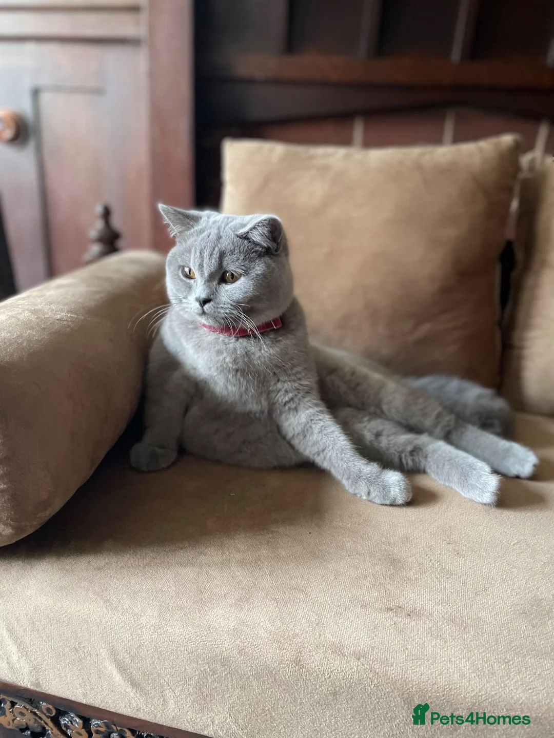 British Shorthair cats for sale: British short hair Male and Female  - Advert 2