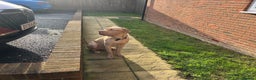 Mixed Breed dogs for sale: Lovely Family Dog & Great With Kids  - Advert 3