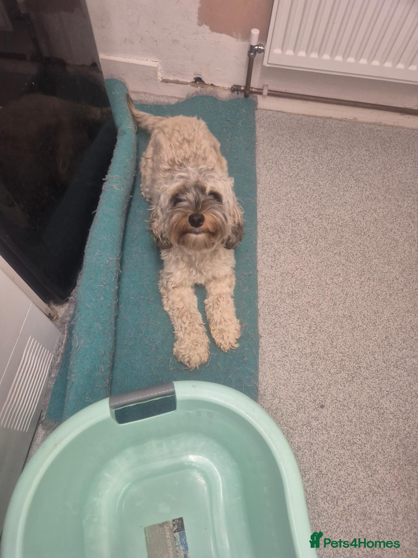 Cockapoo dogs for sale: Female Cockapoo  - Advert 6
