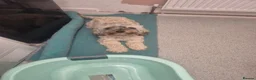Cockapoo dogs for sale: Female Cockapoo  in Atherstone - Advert 1