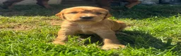 Cocker Spaniel dogs for sale: Beautiful litter of cocker spaniel puppies in Pontypool - Advert 4