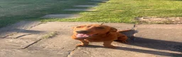 Labrador Retriever dogs for sale: Fox Red Lab For Sale in Middlewich - Advert 11