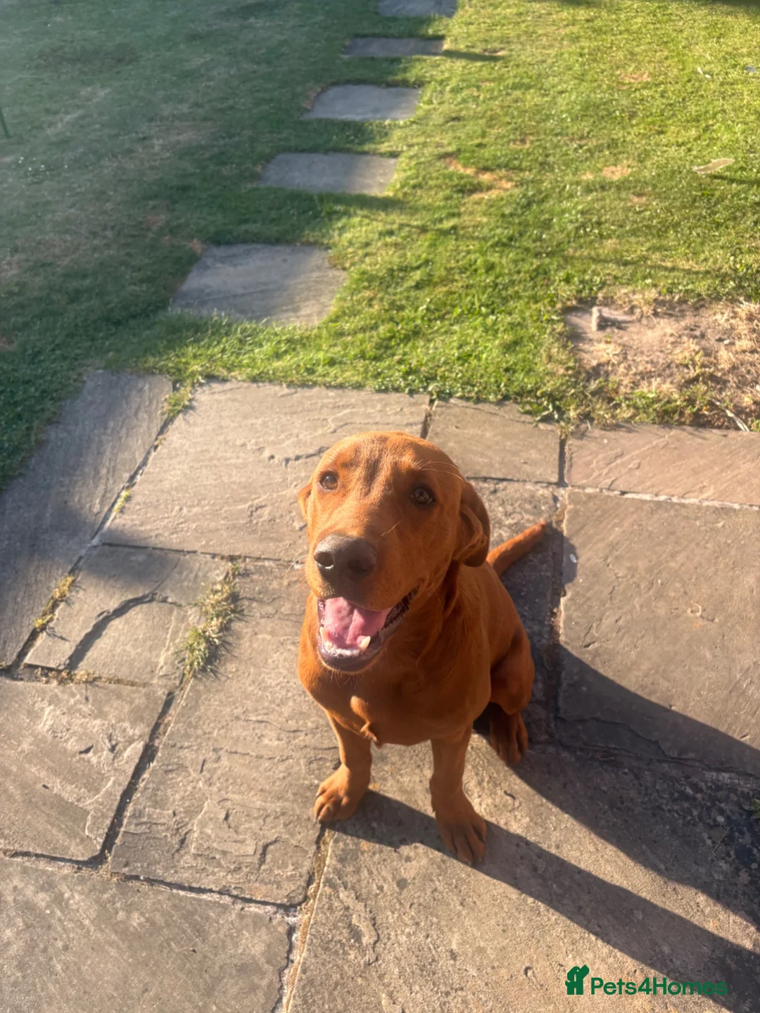 Labrador Retriever dogs for sale: Fox Red Lab For Sale in Middlewich - Advert 11
