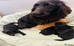 Cocker Spaniel dogs for sale: Beautiful cocker spaniels puppies for sale - Image 31