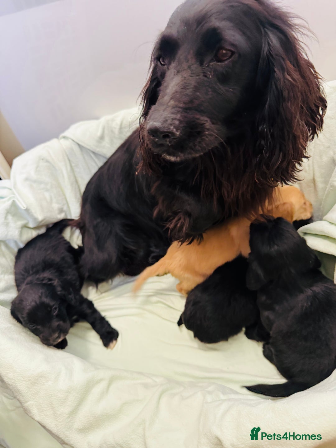 Cocker Spaniel dogs for sale: Beautiful cocker spaniels puppies for sale - Image 31