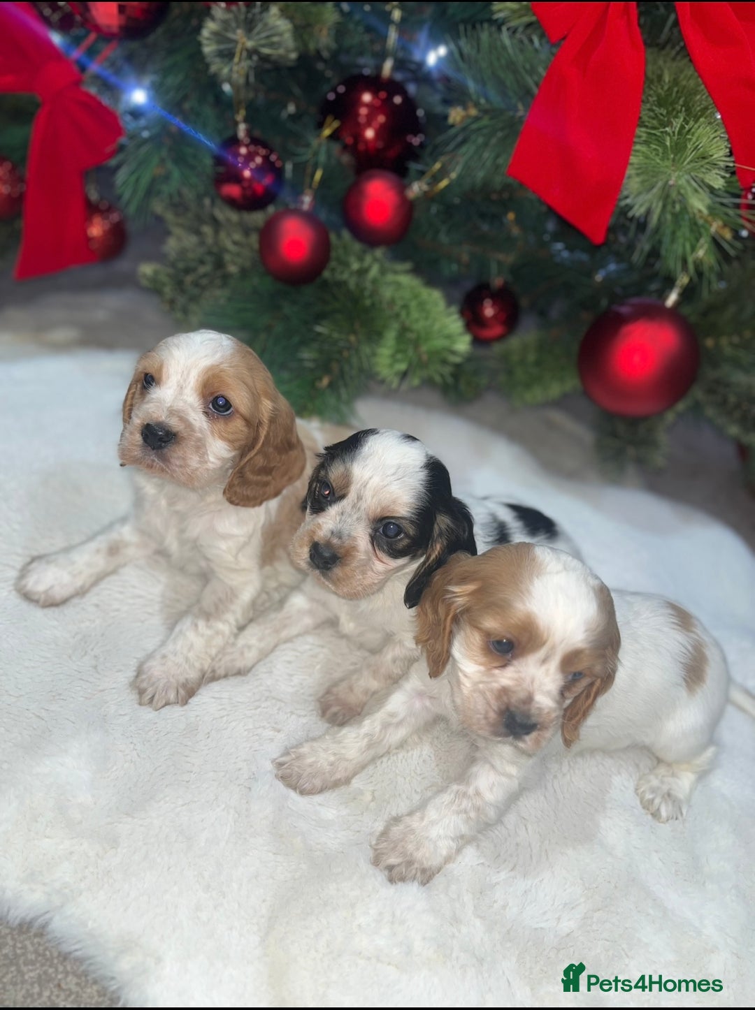 Cockalier dogs for sale: 3 Beautiful Cockalier Puppies - Advert 6