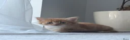Mixed Breed cats for sale: Beautiful Kittens Looking for Their Forever Home - Advert 18
