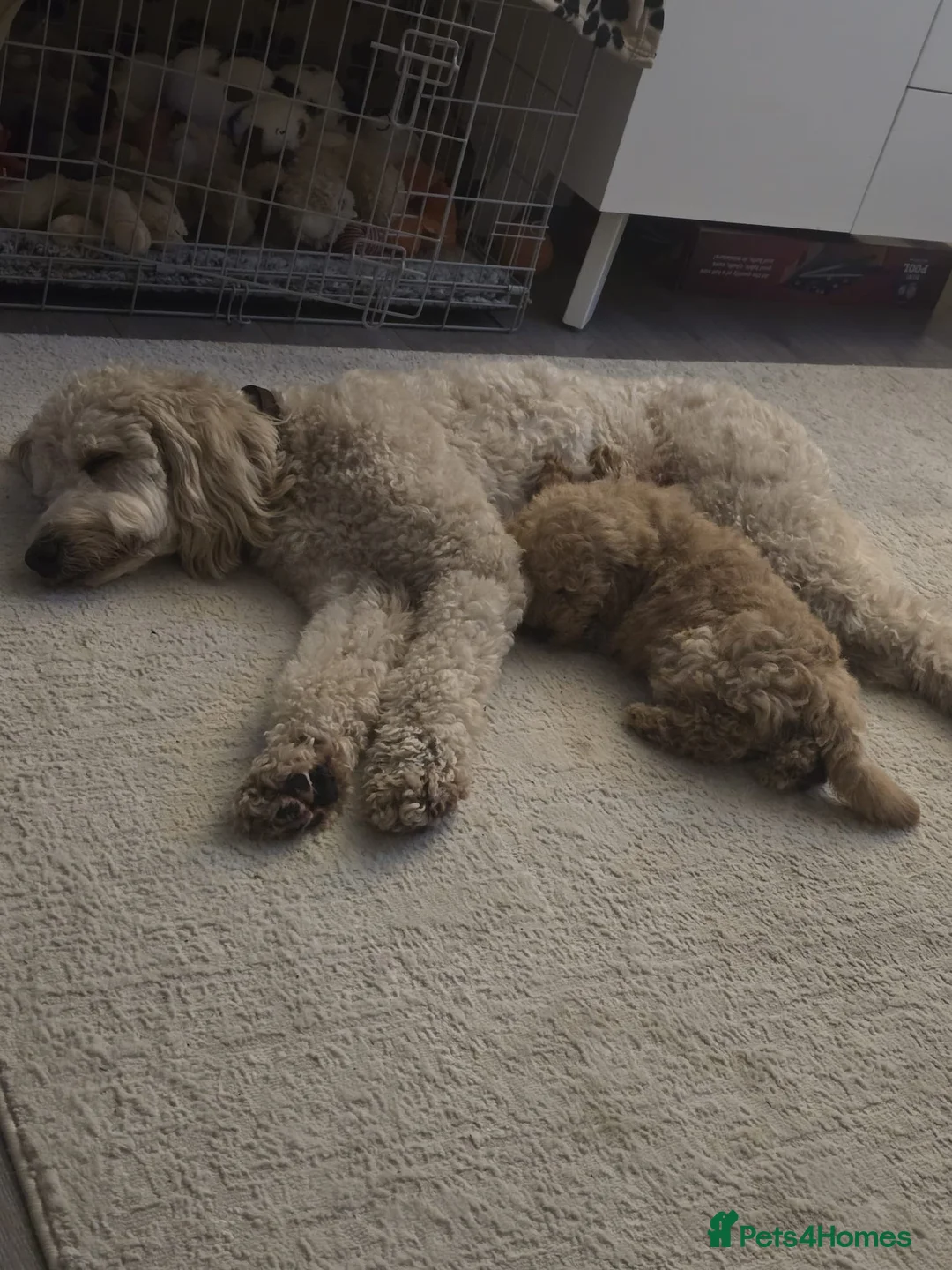 Mixed Breed dogs for sale: Adorable Toy Poodle Puppy - Loving home needed - Advert 2