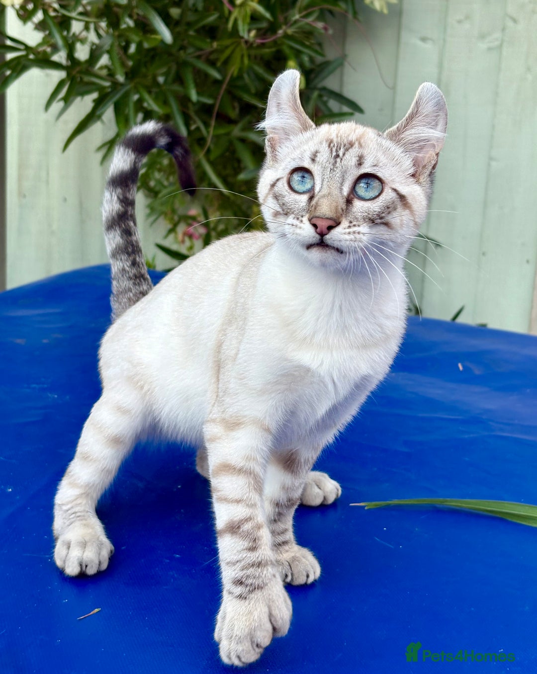 Keetso cats for sale: Wild looking polydactyl curled eared snow leopard  - Image 26