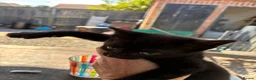 Domestic Shorthair cats for sale: Domestic short hair kittens - Advert 3
