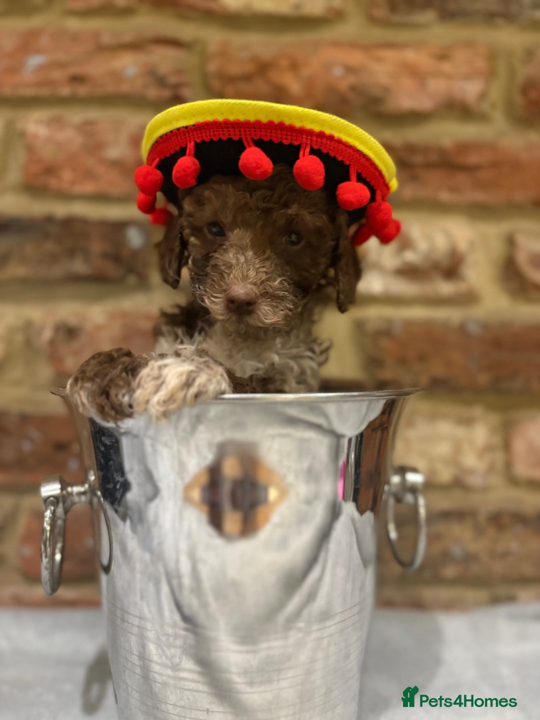 Cockapoo dogs for sale: F1b cockapoo puppies - Advert 37