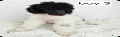 Standard Poodle Puppy 3