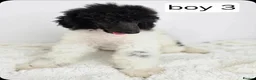 Standard Poodle dogs for sale: Stunning kc registered standard poodle puppies  - Advert 7