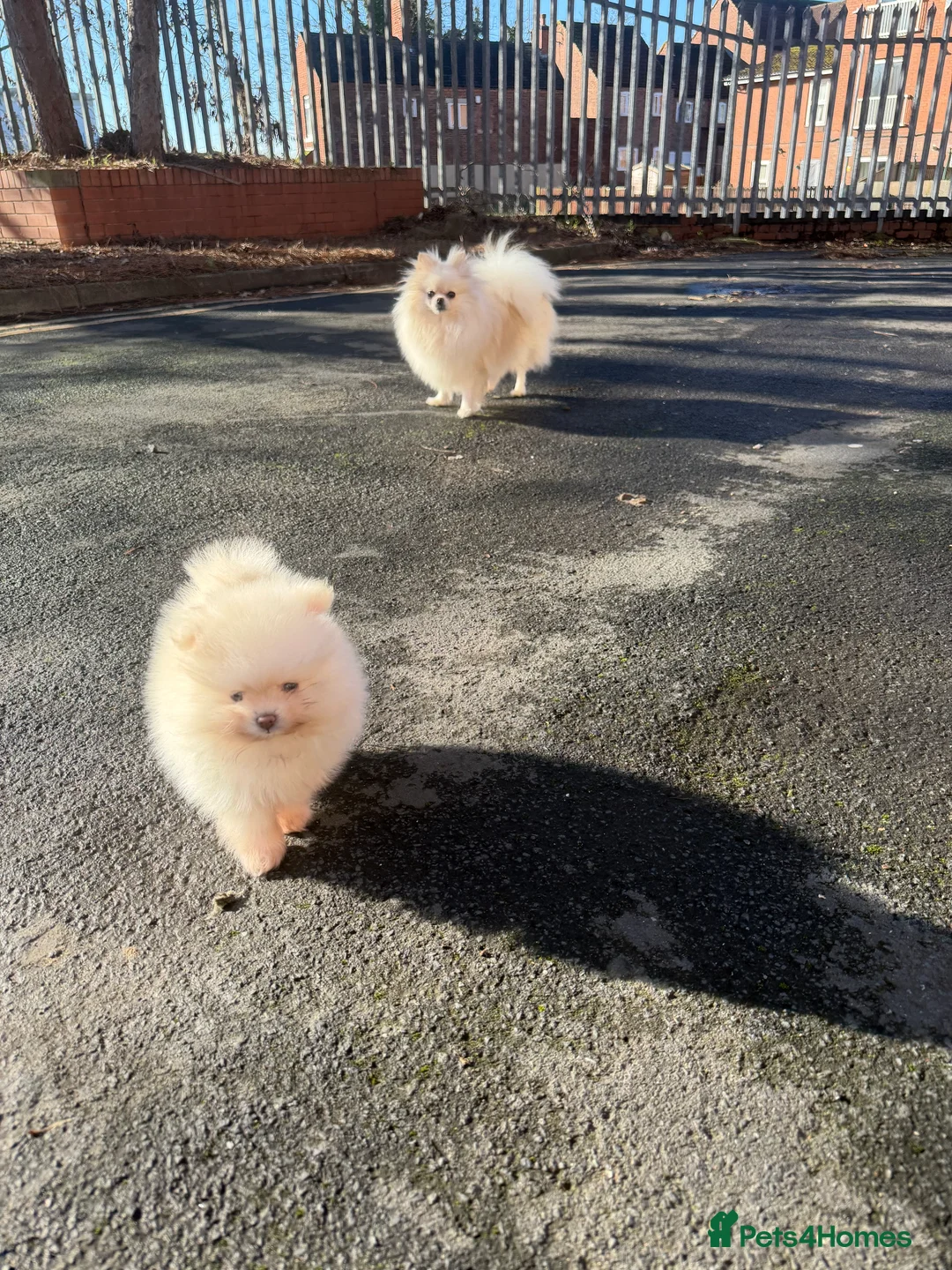 Pomeranian dogs for sale: Beautiful Purebred Pomeranian Puppies - Advert 29