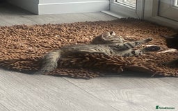 Mixed Breed cats for sale: Three mixed breed kittens - Image 16