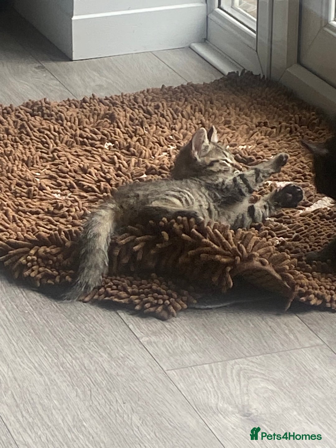 Mixed Breed cats for sale: Three mixed breed kittens - Image 16