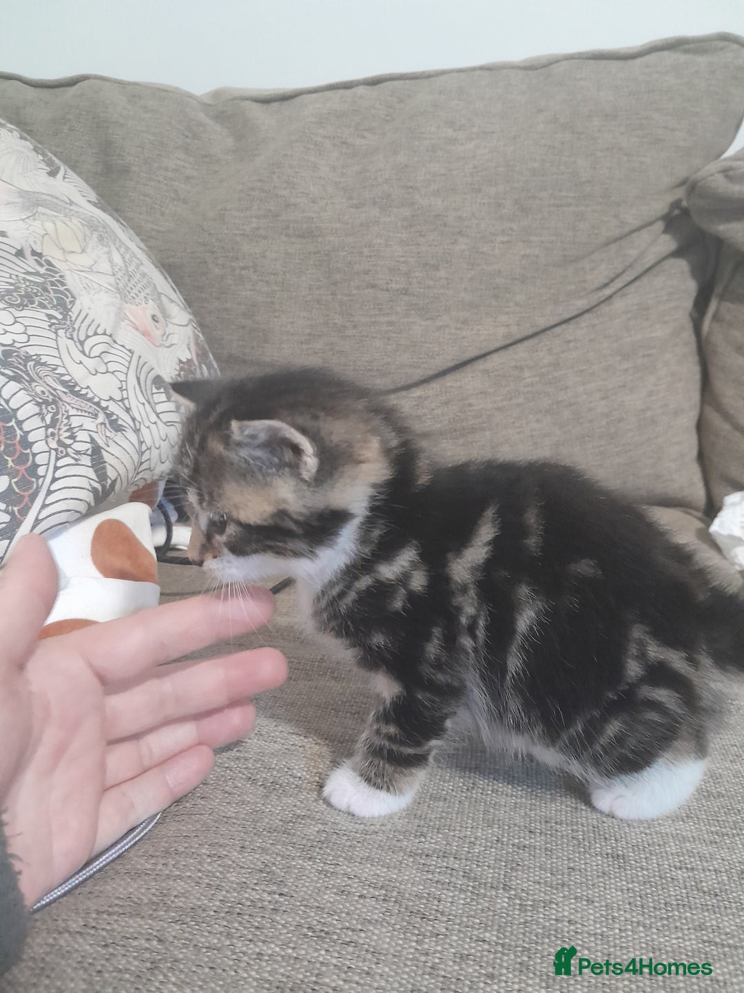 Mixed Breed cats for sale: Playful & cuddly Tabby-Bengal-Mix Kittens £200 - Image 29