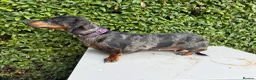 Miniature Dachshund dogs for sale: Tri coloured Mini Dachshund  in Stafford - Advert 2