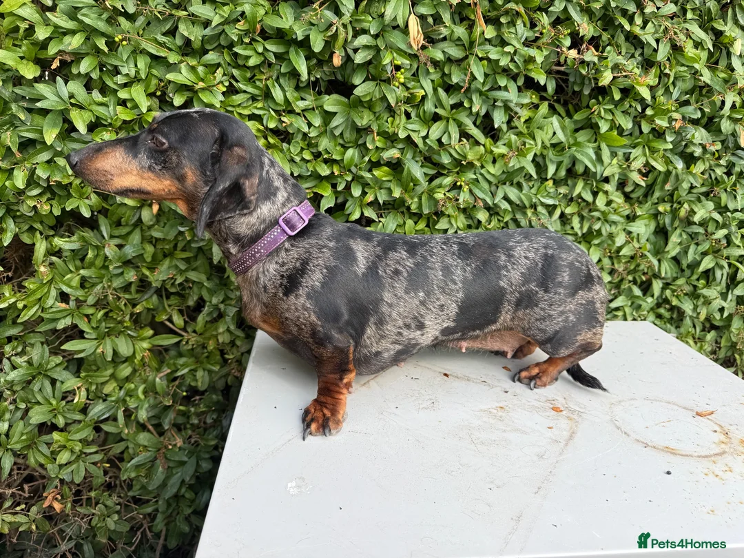 Miniature Dachshund dogs for sale: Tri coloured Mini Dachshund  in Stafford - Advert 2