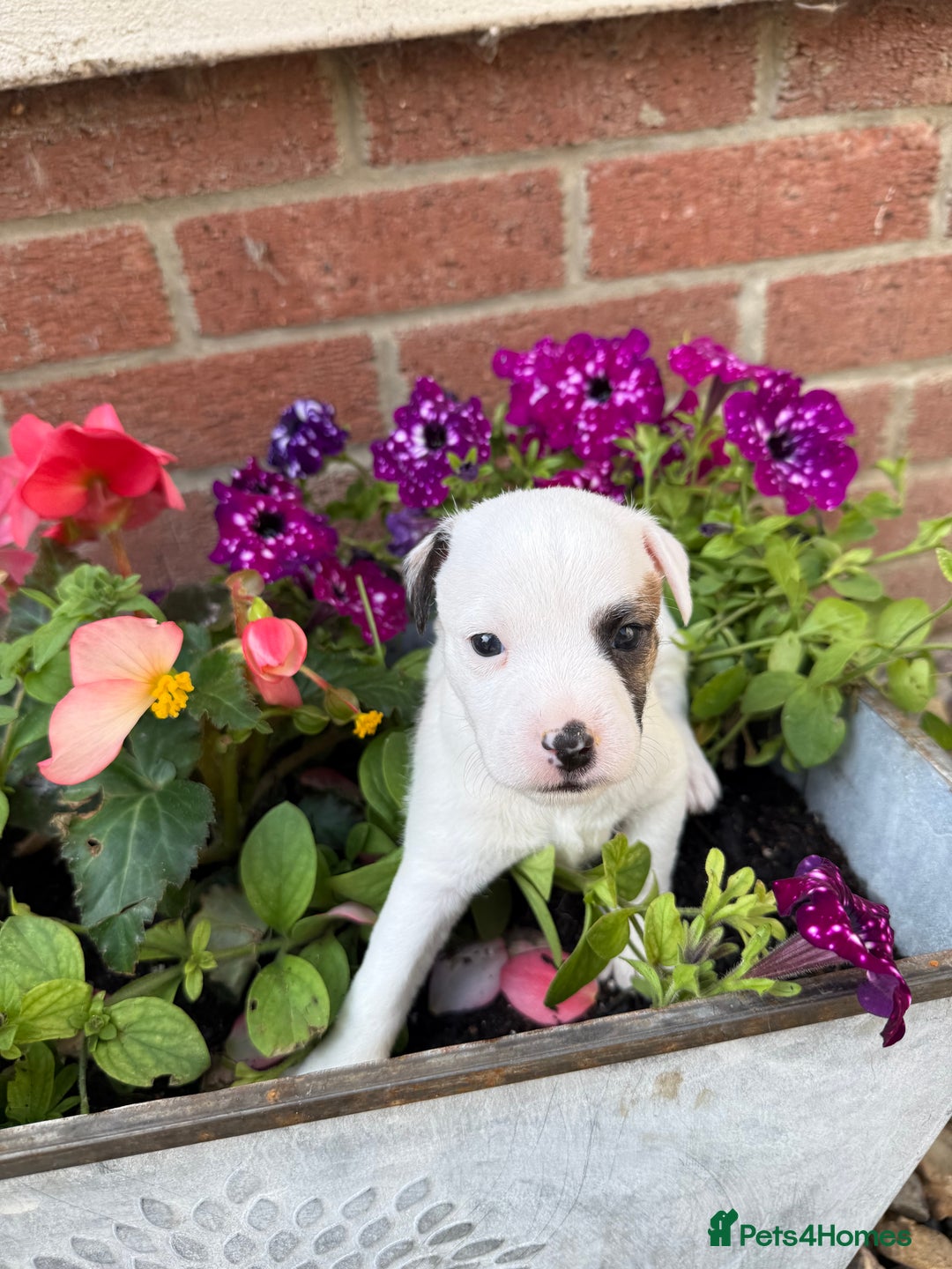 Parson Russell dogs for sale: KC Reg Parson Russell Terrier Pups - Image 5
