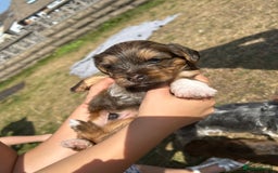 Yorkshire Terrier dogs for sale: Yorkshire Terrier puppies - Image 11
