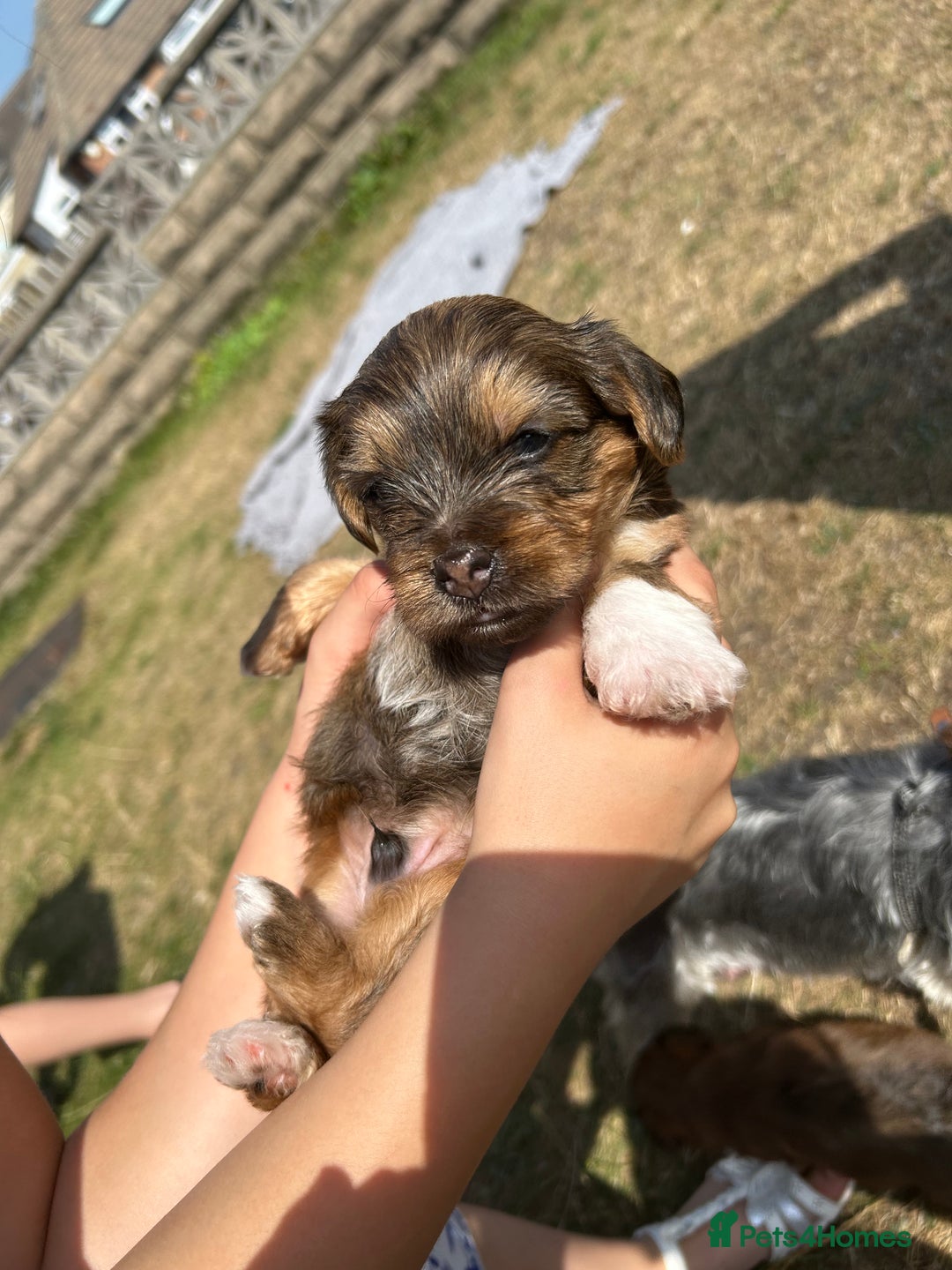 Yorkshire Terrier dogs for sale: Yorkshire Terrier puppies - Image 11