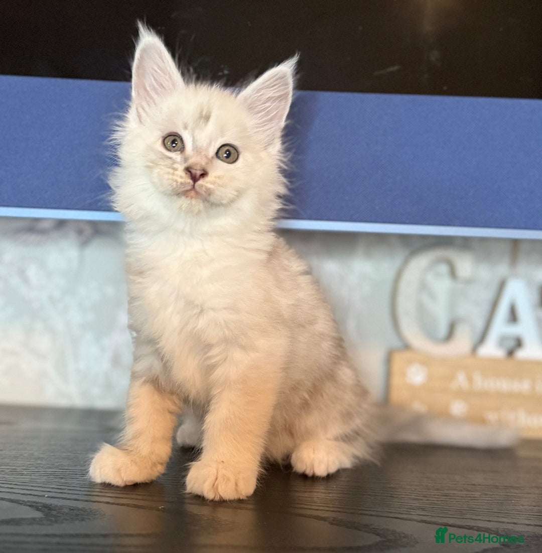 Maine Coon cats for sale: Outstanding Blue Silver Shaded Maine Coon Kittens - Image 11