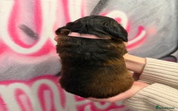 Cockapoo dogs for sale: *STUNNING F1 COCKAPOO PUPPIES* - Advert 20