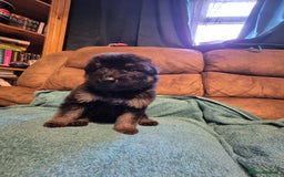German Shepherd dogs for sale: KC German Shepherd Puppies Blue, White & Black/Tan - Image 36