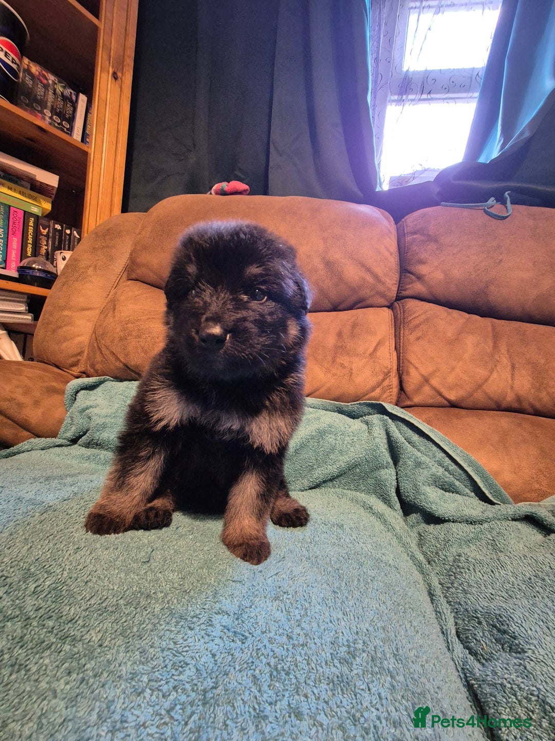 German Shepherd dogs for sale: KC German Shepherd Puppies Blue, White & Black/Tan - Image 36
