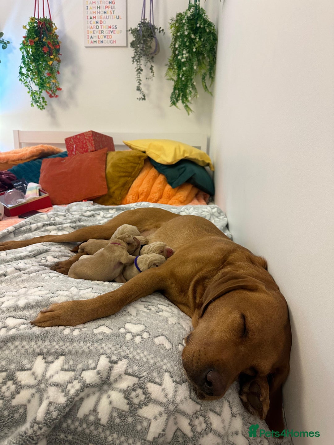 Labrador Retriever dogs for sale: Beautiful Labrador pups for sale X3 girls X3 boys - Advert 6