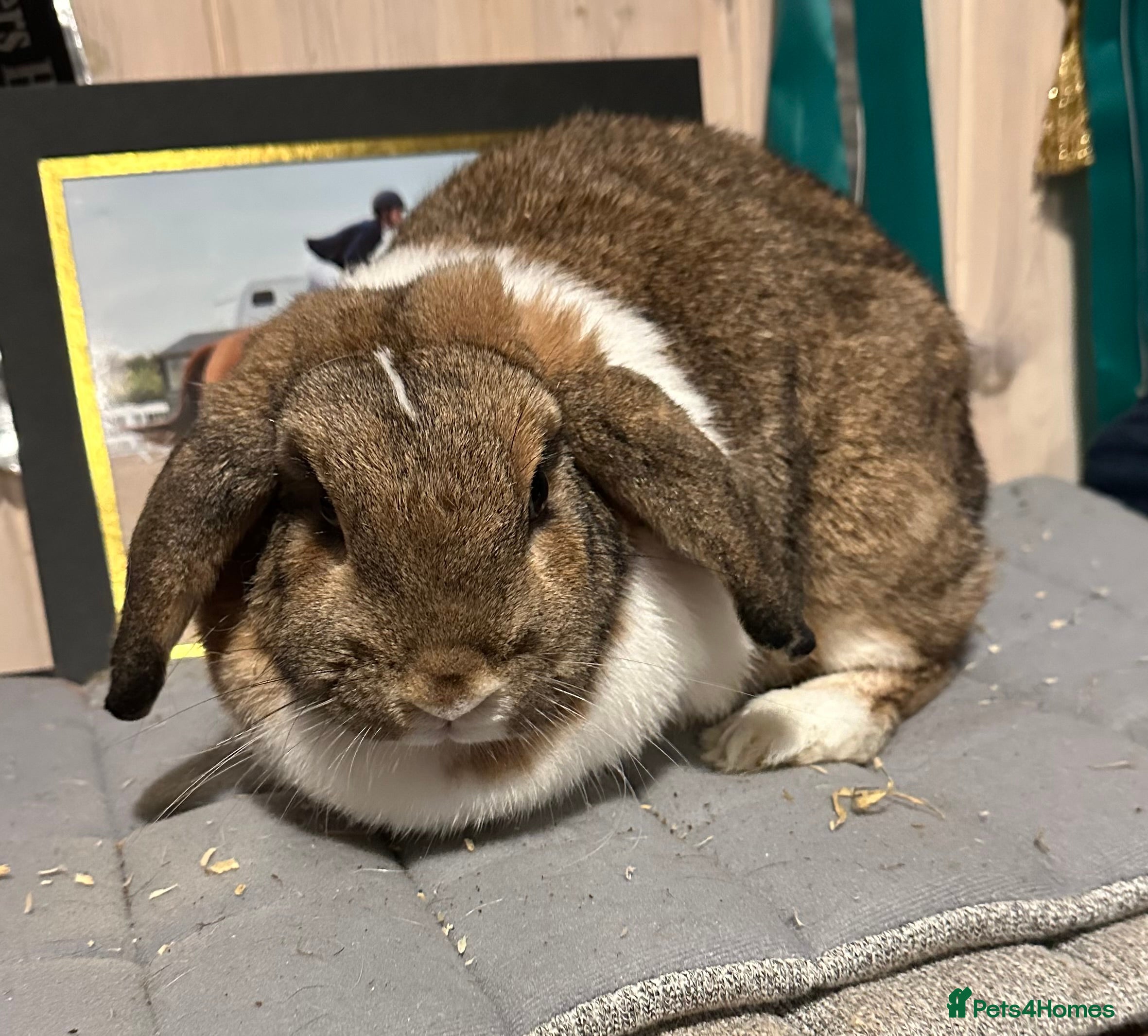 Mini Lop rabbits Two beautiful girls available  - Advert 6